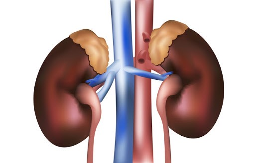 Böbrek Üstü Bezi (Adrenal) ve Görevleri